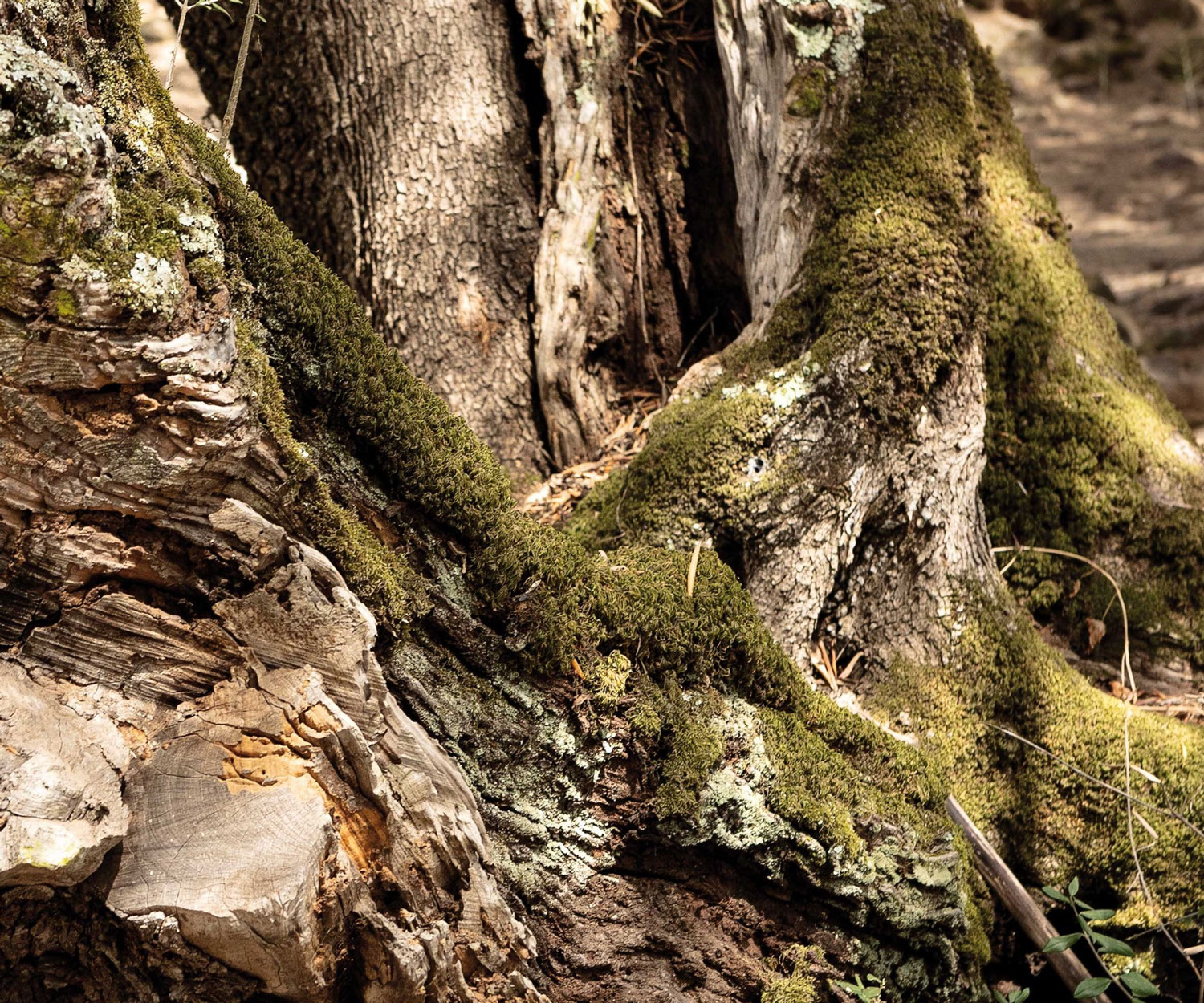 fischbacher-boucle_life Fischbacher BOUCLÉ SAUVAGE 14741 Bezugsstoff